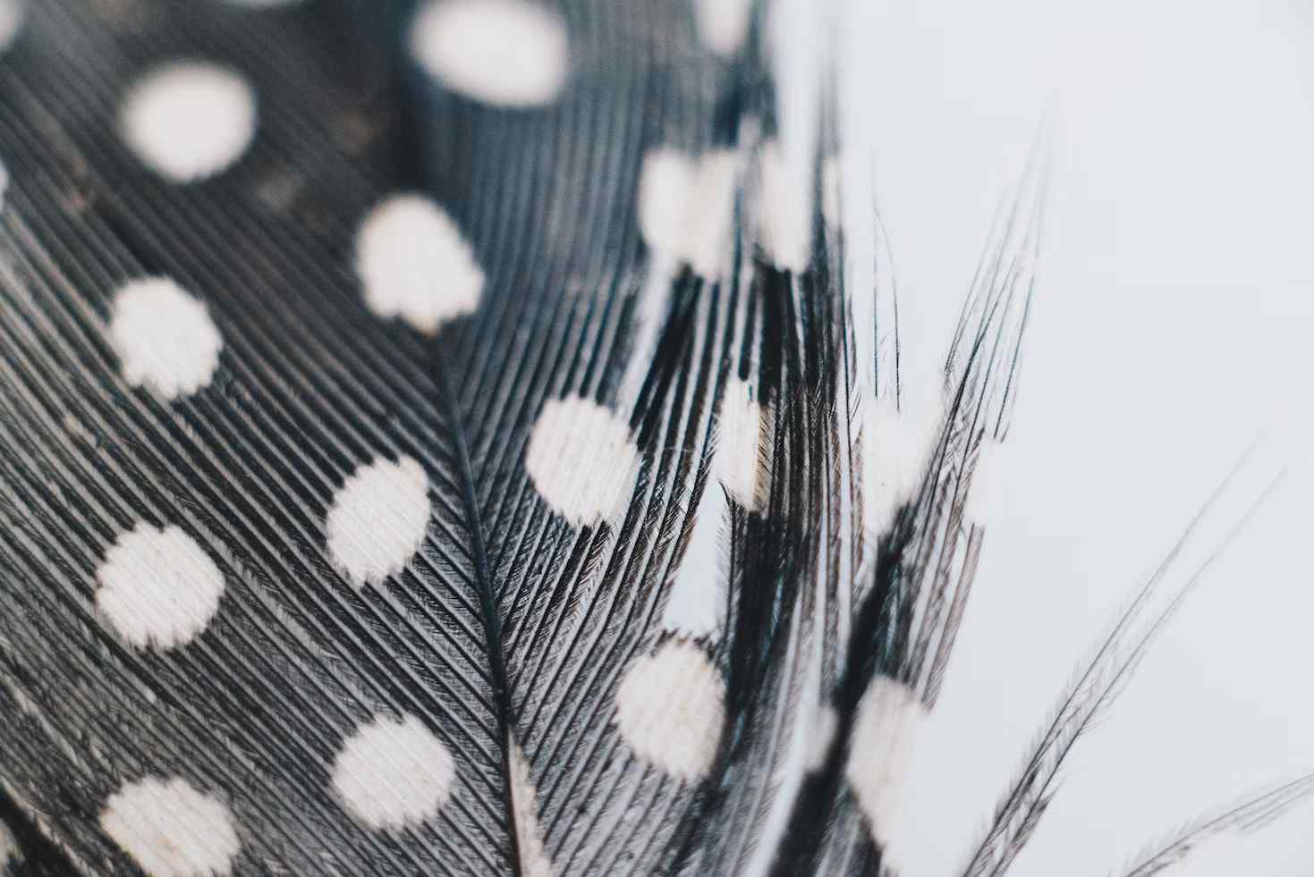 Black and White Feather