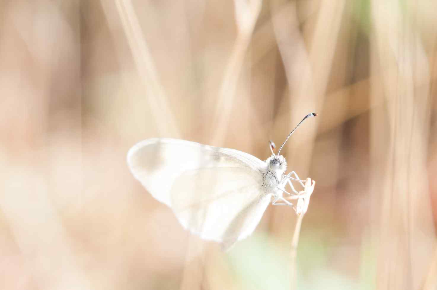 Meaning of white butterfly in the bible