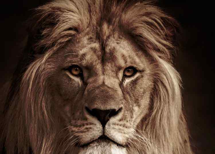 What Does a Lion Represent in the Bible